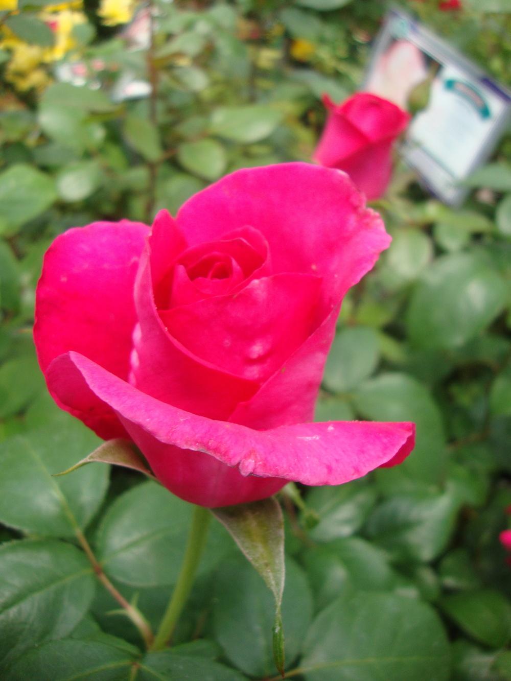 Photo of Rose (Rosa 'Pretty Lady Rose') uploaded by Paul2032