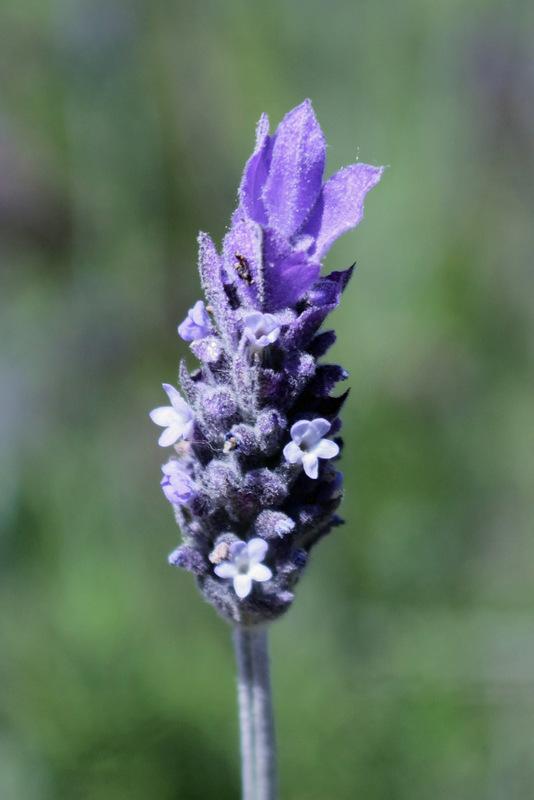 Photo of French Lavender (Lavandula dentata) uploaded by RuuddeBlock