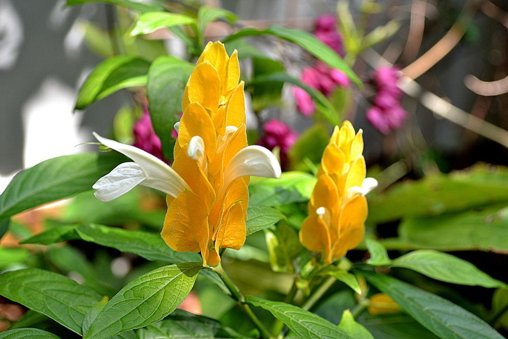 Photo of Golden Shrimp Plant (Pachystachys lutea) uploaded by sunkissed