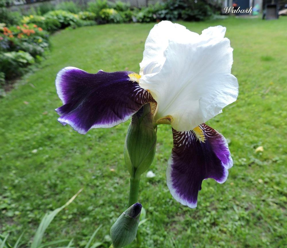 Photo of Tall Bearded Iris (Iris 'Wabash') uploaded by Hemlass