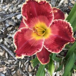 Location: Iowa
Date: 2017-06-11
First Flower Ever