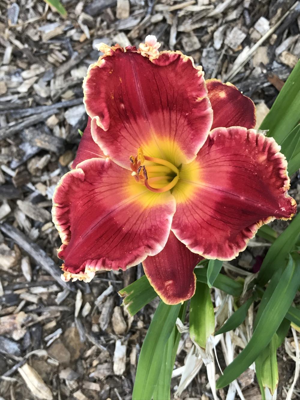 Photo of Daylily (Hemerocallis 'Red Edition') uploaded by Legalily