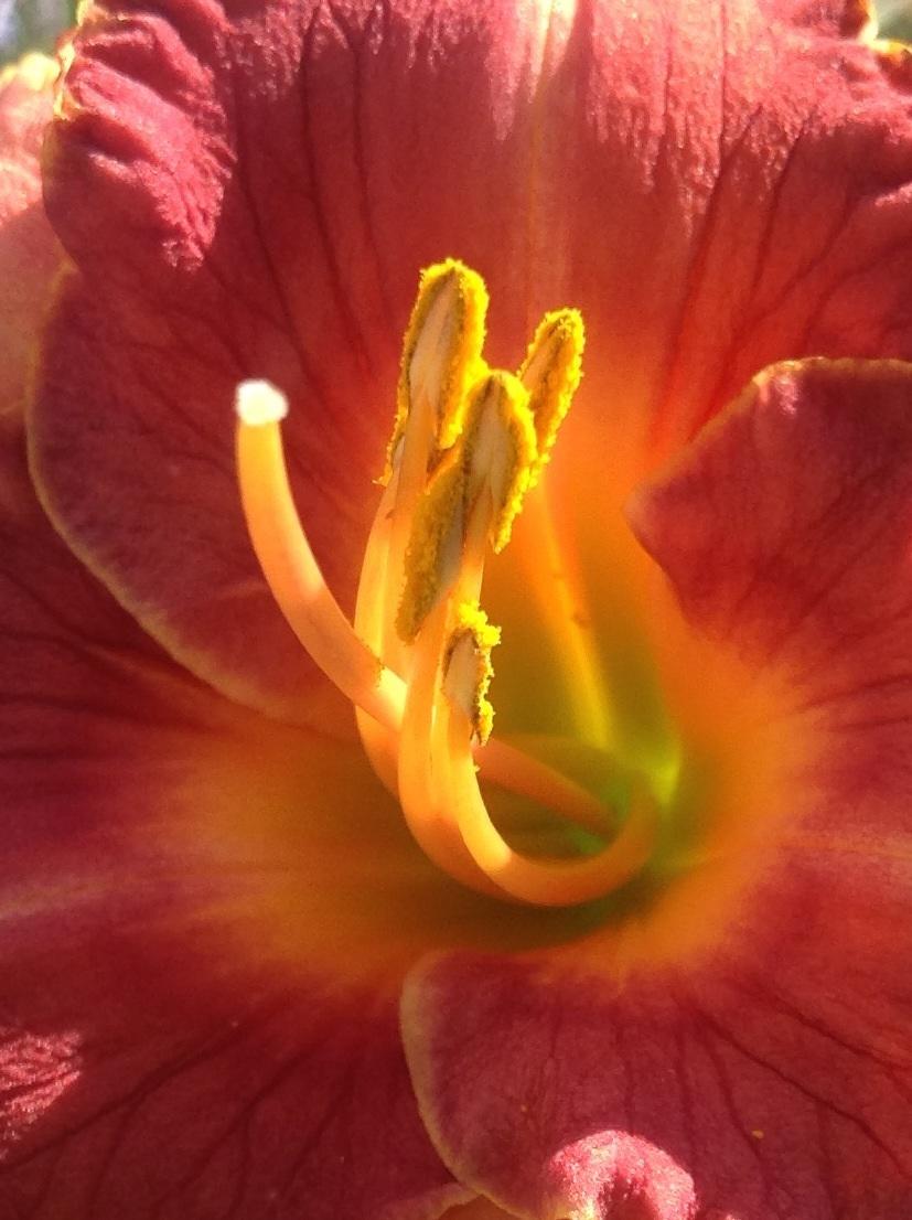 Photo of Daylily (Hemerocallis 'Lillian's Tears and Roses') uploaded by Lilydaydreamer