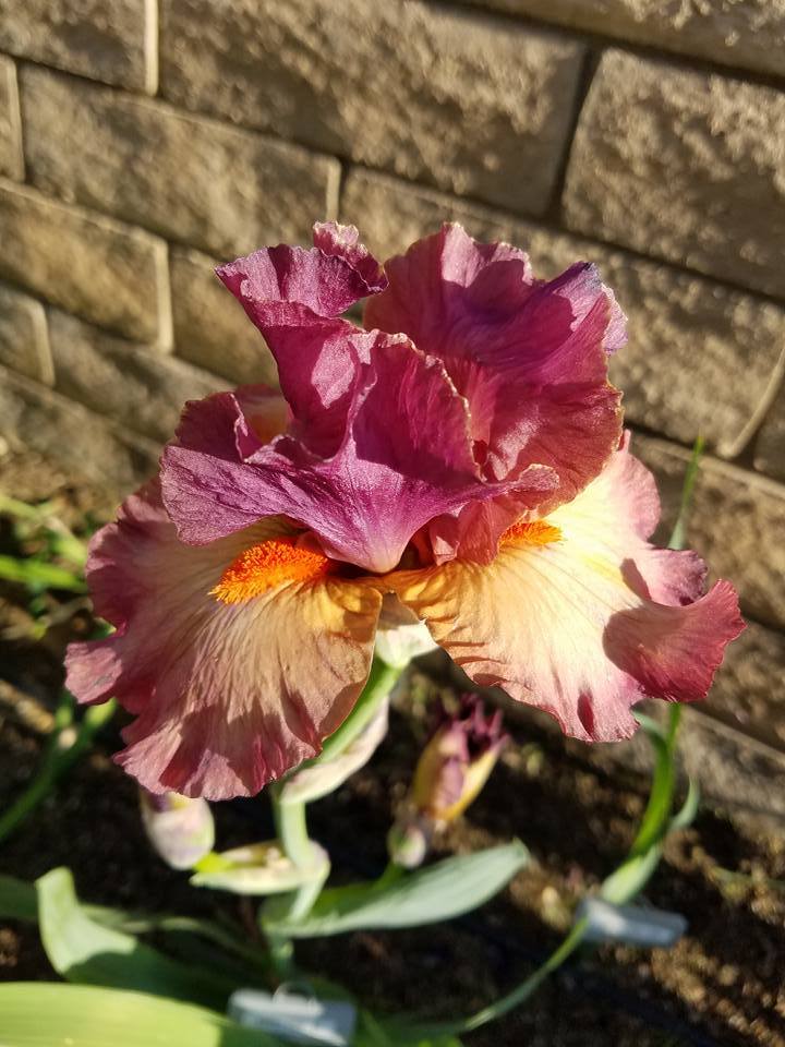 Photo of Border Bearded Iris (Iris 'Banded Rose') uploaded by MZiris