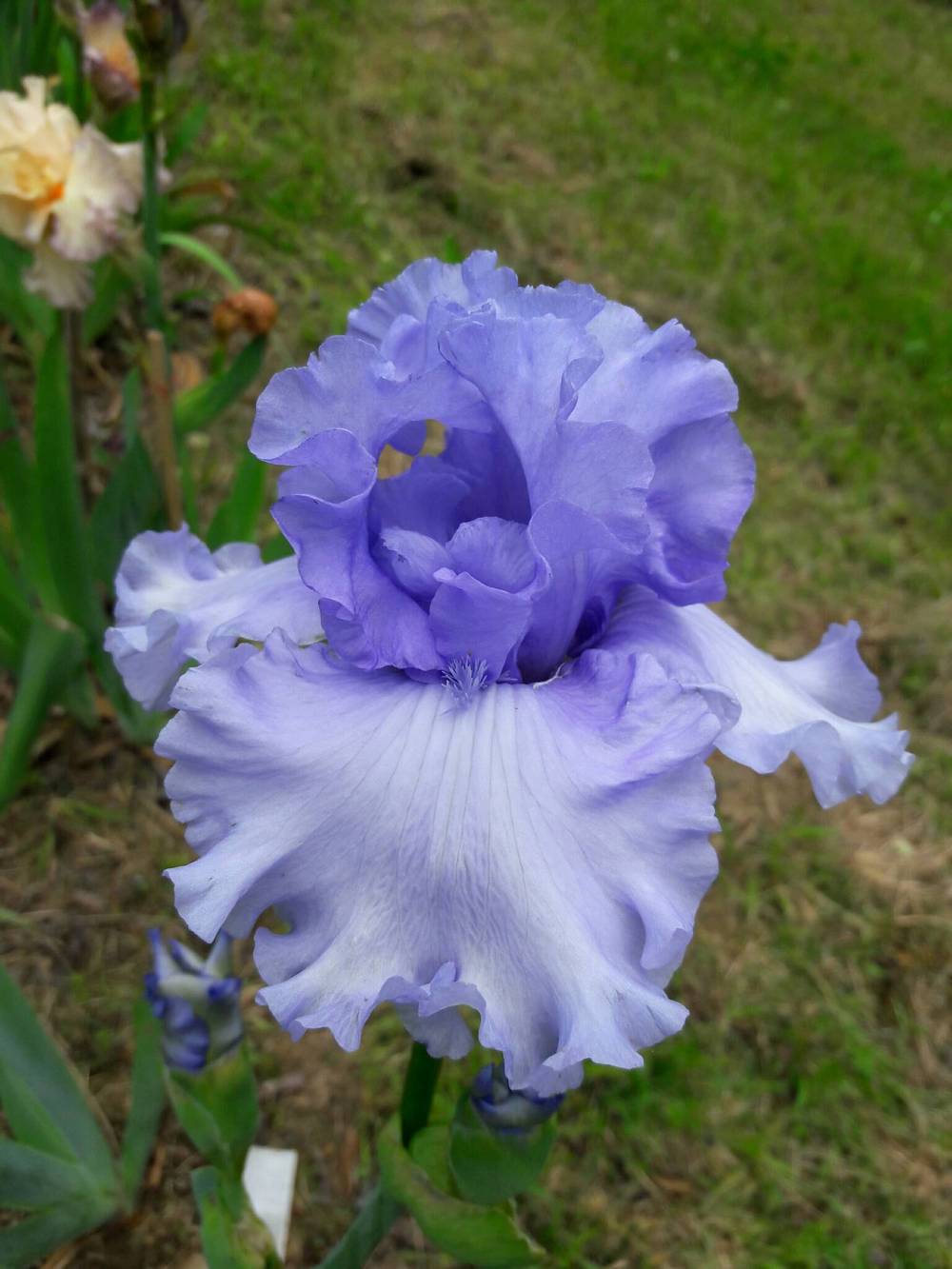 Photo of Tall Bearded Iris (Iris 'Blue Hour') uploaded by Phytodiscovery