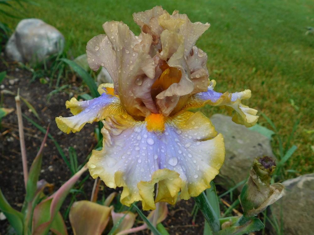 Photo of Tall Bearded Iris (Iris 'Western Edge') uploaded by bramedog