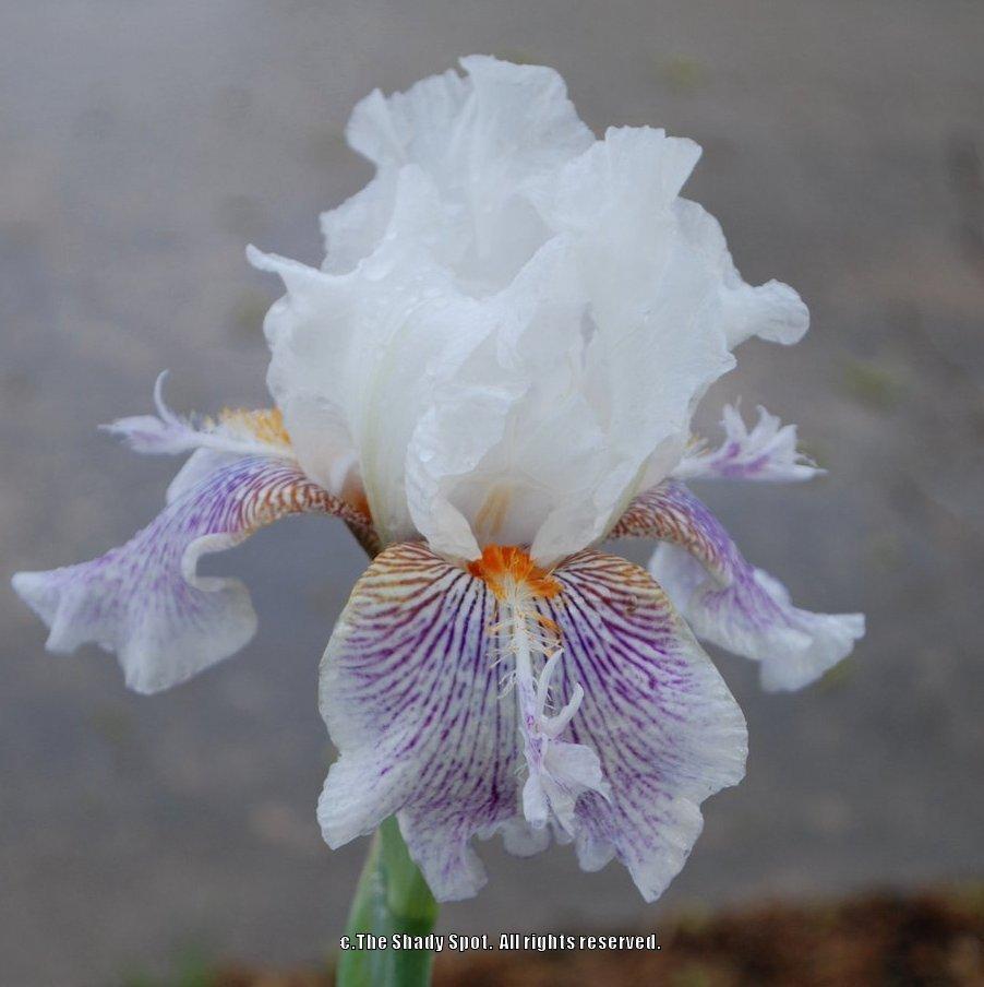 Photo of Tall Bearded Iris (Iris 'Osay Canuc') uploaded by lovemyhouse