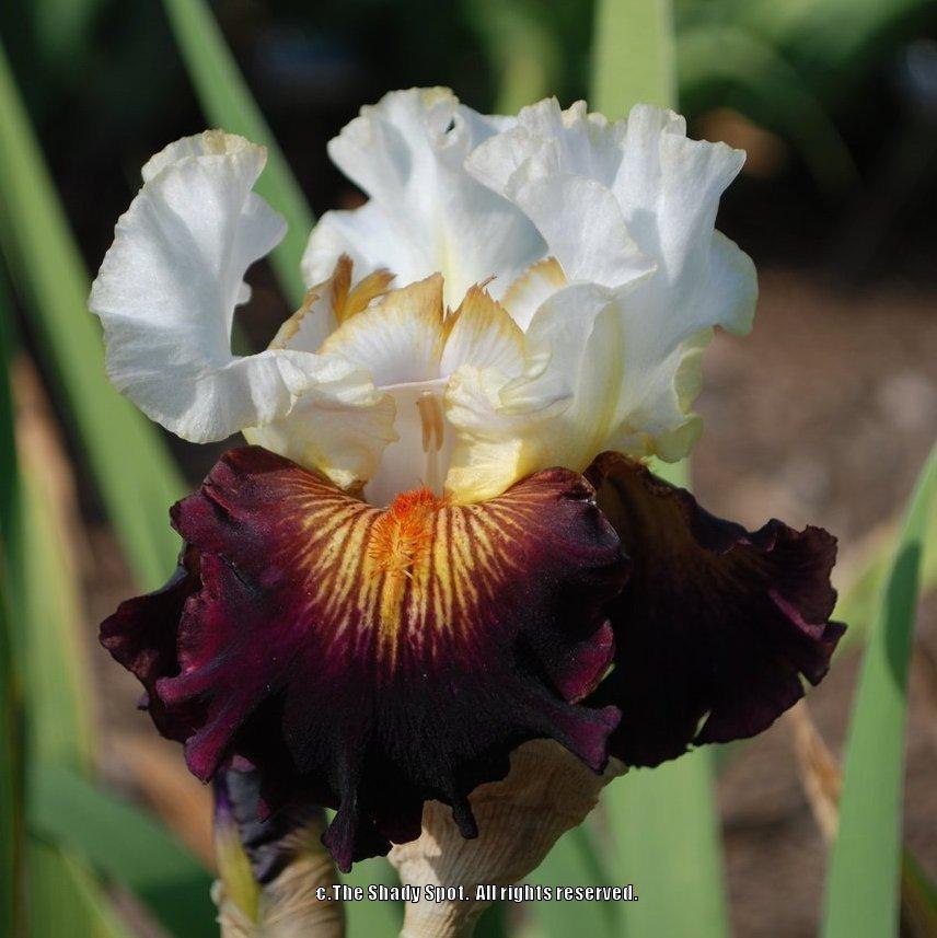 Photo of Tall Bearded Iris (Iris 'Next Millennium') uploaded by lovemyhouse