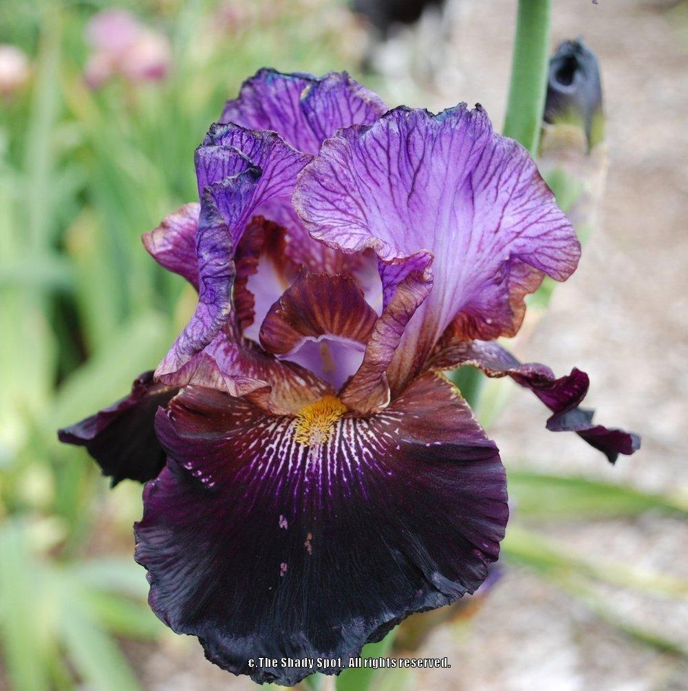 Photo of Tall Bearded Iris (Iris 'One of a Kind') uploaded by lovemyhouse