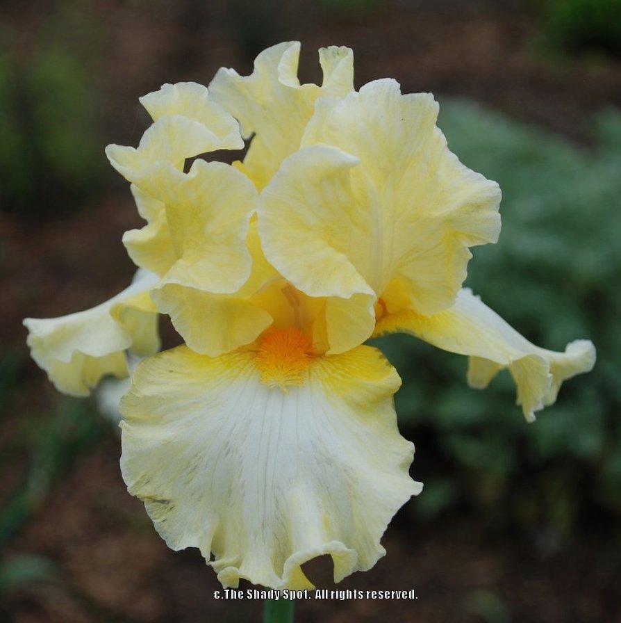Photo of Tall Bearded Iris (Iris 'New Rules') uploaded by lovemyhouse