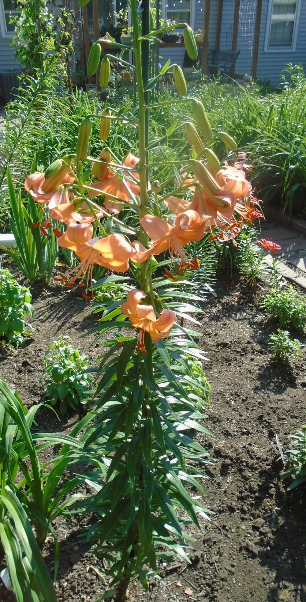 Photo of Lily (Lilium 'Salmon Pinwheel') uploaded by stilldew