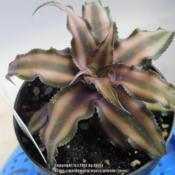 Newly acquired Cryptanthus