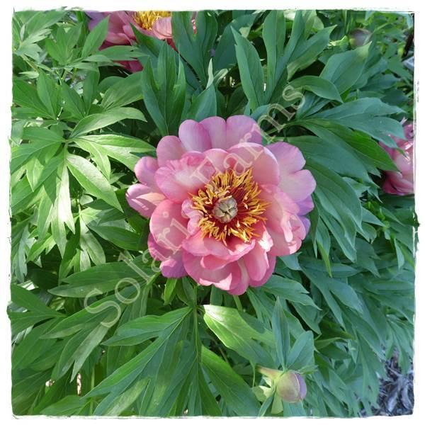 Photo of Itoh Peony (Paeonia 'Magical Mystery Tour') uploaded by Calif_Sue