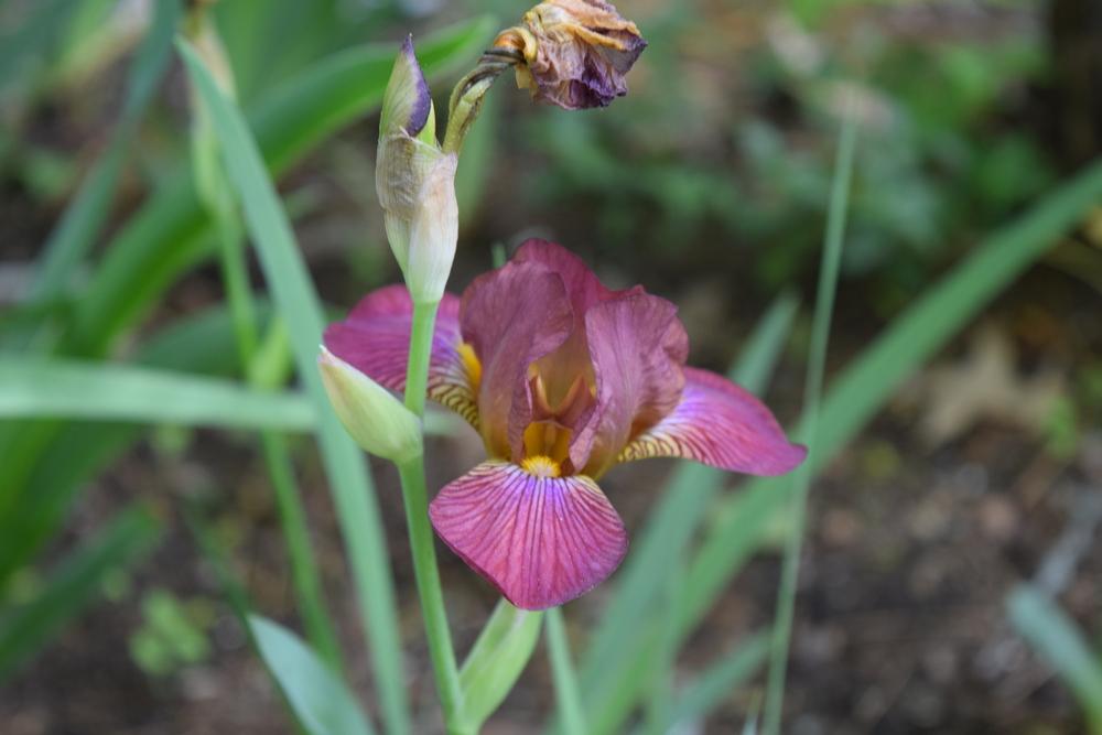 Photo of Miniature Tall Bearded Iris (Iris 'Hot News') uploaded by Dachsylady86