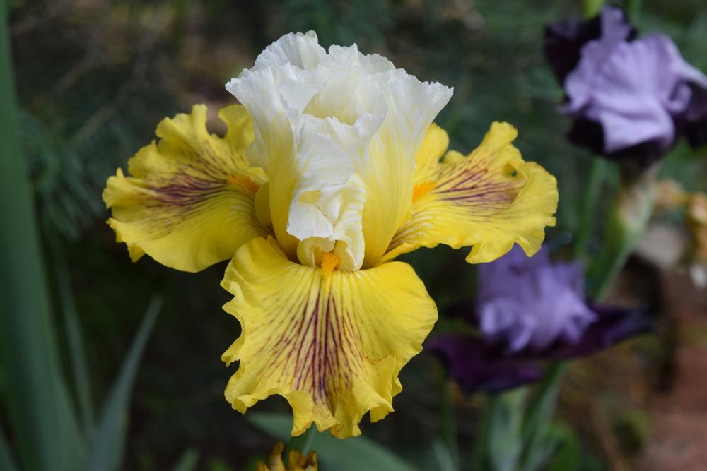 Photo of Tall Bearded Iris (Iris 'Spiral Galaxy') uploaded by Dachsylady86