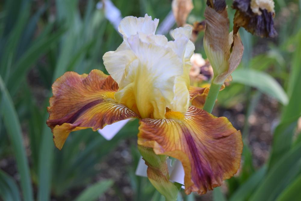 Photo of Tall Bearded Iris (Iris 'Mayan Mysteries') uploaded by Dachsylady86