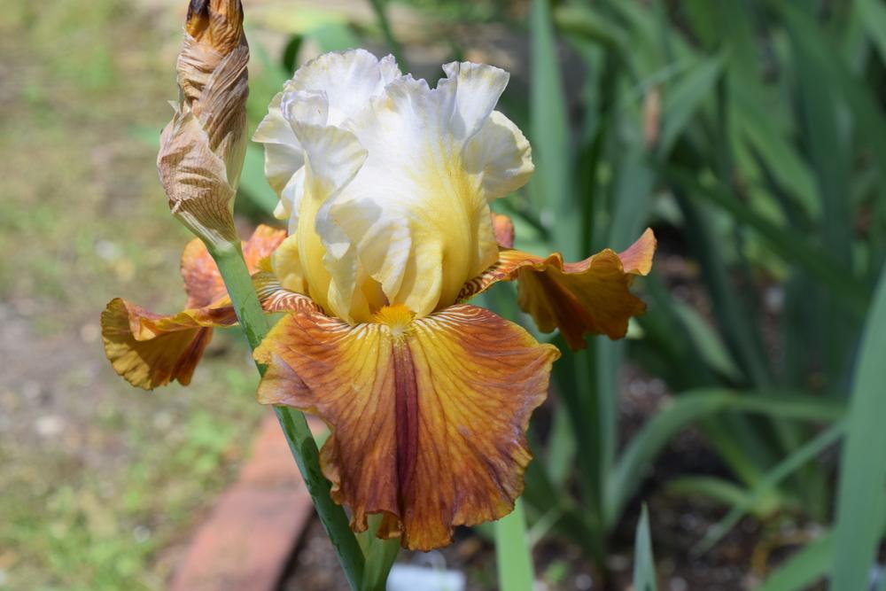 Photo of Tall Bearded Iris (Iris 'Mayan Mysteries') uploaded by Dachsylady86