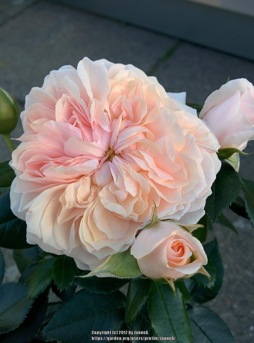 Photo of Rose (Rosa 'Garden of Roses') uploaded by JanneA