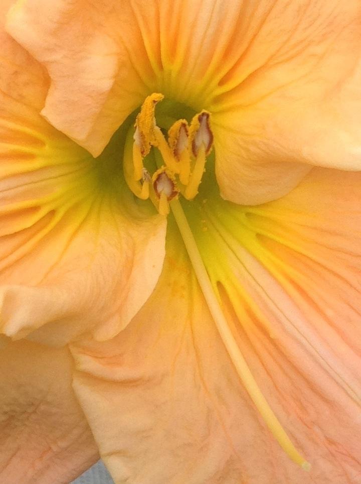 Photo of Daylily (Hemerocallis 'Intaglio Image') uploaded by Lilydaydreamer