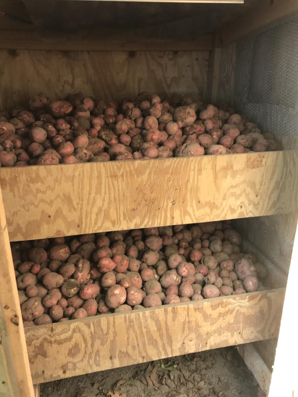 Photo of Potatoes (Solanum tuberosum) uploaded by Sidney