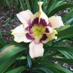 Location: My zone 5 garden
Date: 2017-06-14
It took the 3rd year for this one to bloom in my garden - not sur
