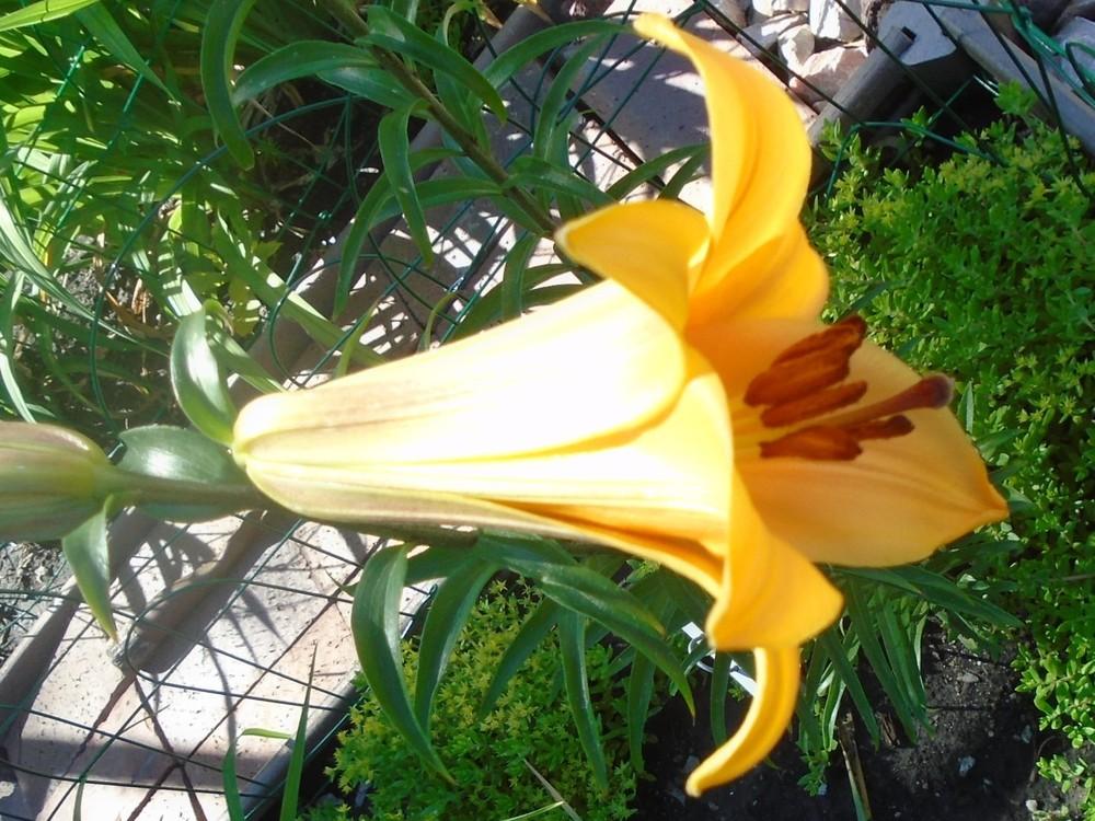 Photo of Lily (Lilium 'Peach Angel™') uploaded by stilldew