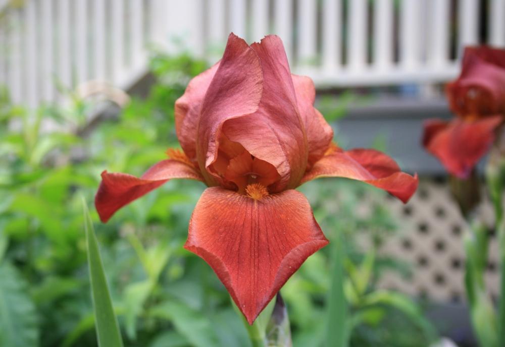 Photo of Tall Bearded Iris (Iris 'Captain Gallant') uploaded by touchofsky