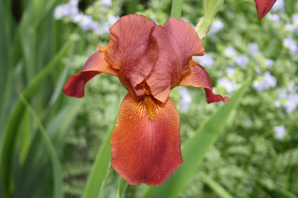 Photo of Tall Bearded Iris (Iris 'Captain Gallant') uploaded by touchofsky