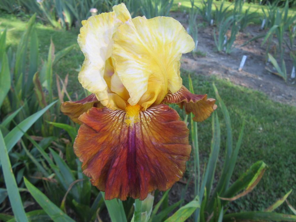 Photo of Tall Bearded Iris (Iris 'Mayan Mysteries') uploaded by tveguy3