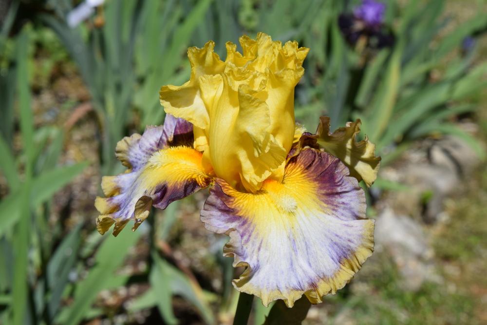 Photo of Tall Bearded Iris (Iris 'Colour Bazaar') uploaded by Dachsylady86