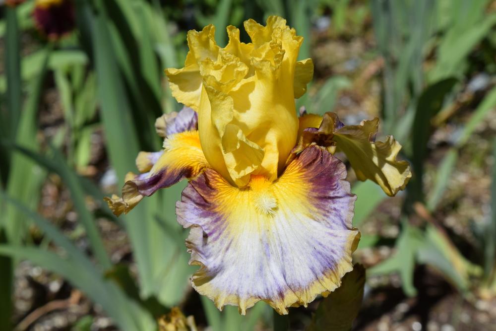 Photo of Tall Bearded Iris (Iris 'Colour Bazaar') uploaded by Dachsylady86