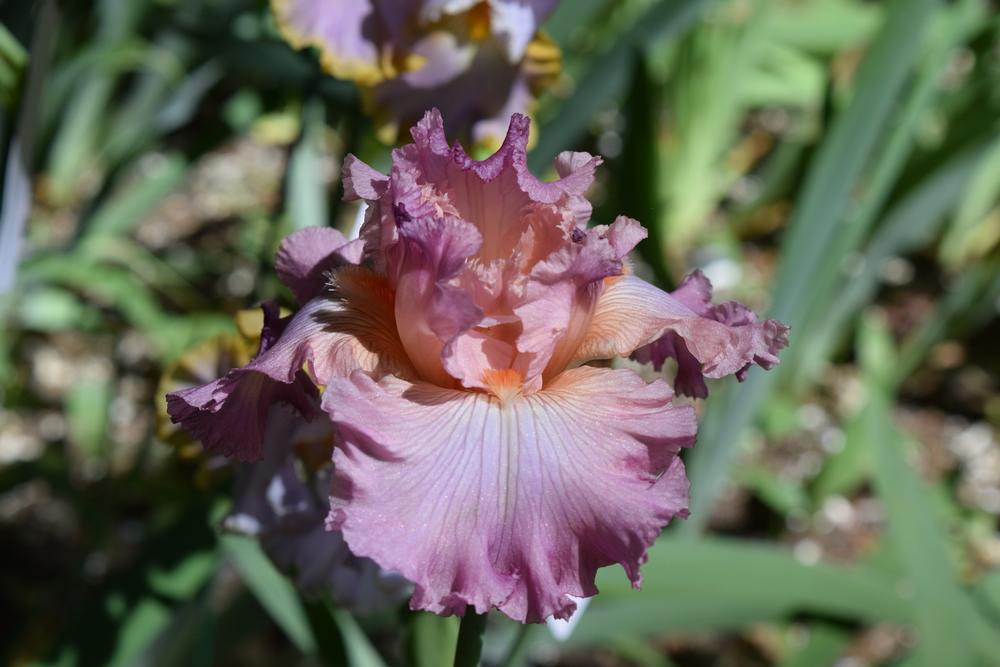 Photo of Tall Bearded Iris (Iris 'Performing Arts') uploaded by Dachsylady86