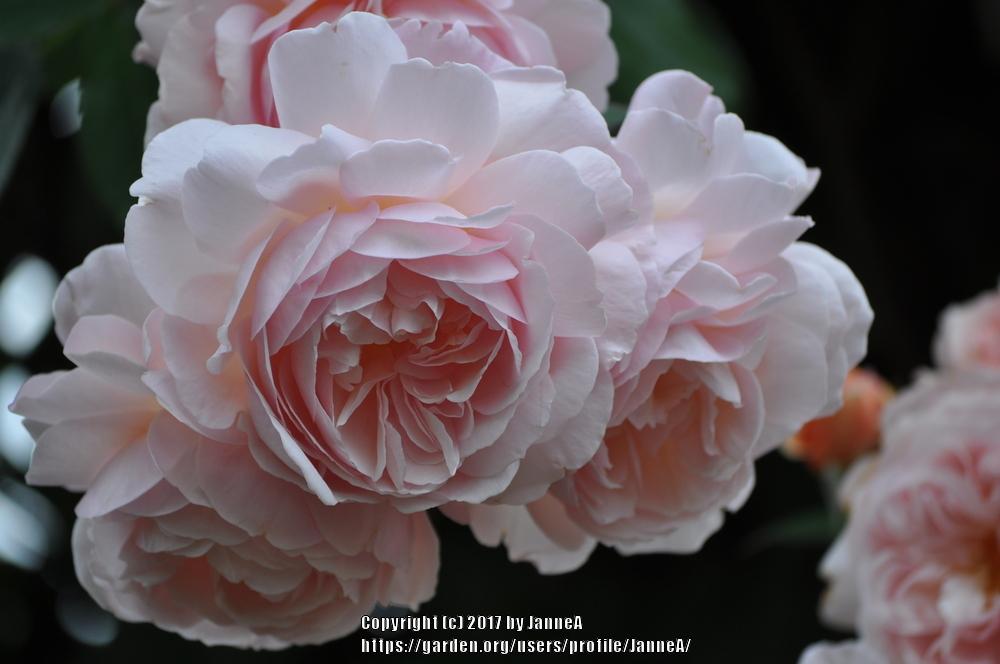 Photo of English Shrub Rose (Rosa 'A Shropshire Lad') uploaded by JanneA