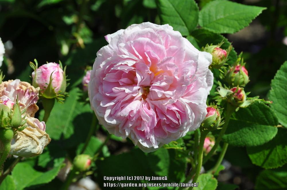 Photo of Rose (Rosa 'Belle Isis') uploaded by JanneA