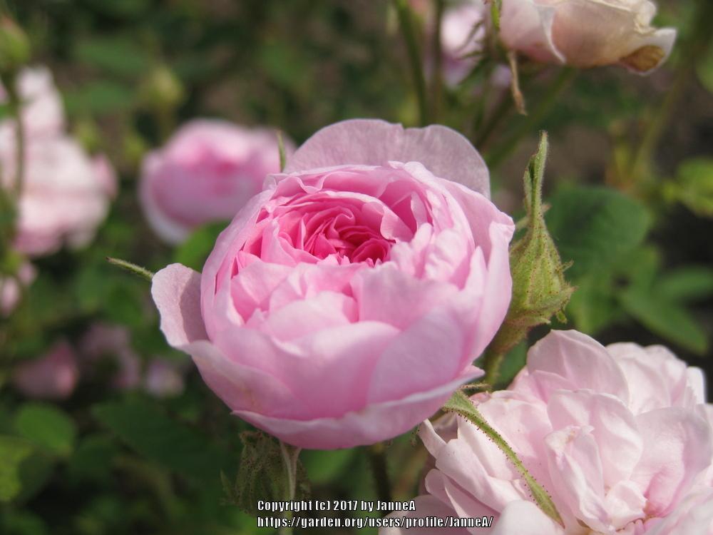 Photo of Rose (Rosa 'Rose de Meaux') uploaded by JanneA