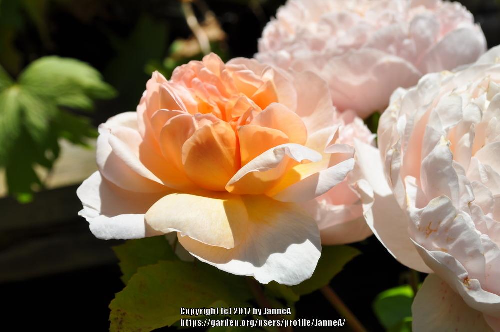 Photo of Rose (Rosa 'The Lady Gardener') uploaded by JanneA