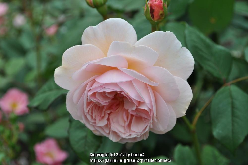 Photo of English Shrub Rose (Rosa 'A Shropshire Lad') uploaded by JanneA