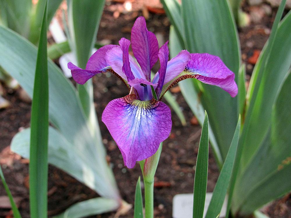 Photo of Siberian Iris (Iris 'Chilled Wine') uploaded by Lestv