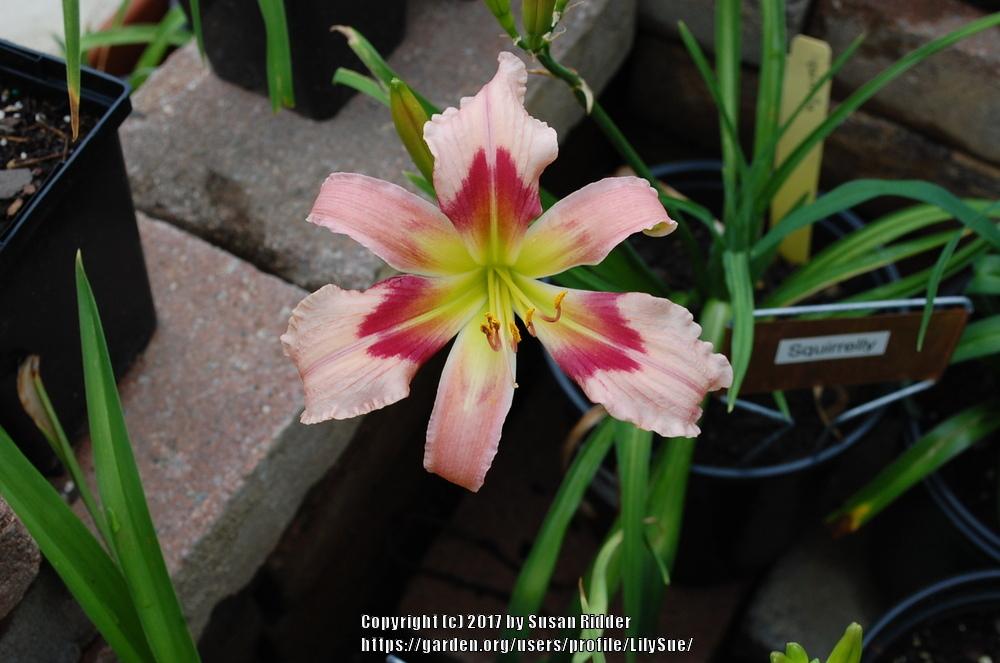 Photo of Daylily (Hemerocallis 'Squirrelly') uploaded by LilySue