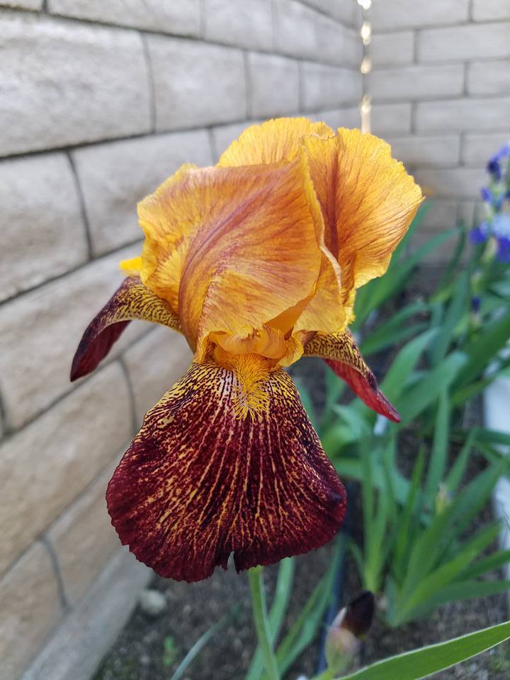 Photo of Tall Bearded Iris (Iris 'Tabasco') uploaded by MZiris