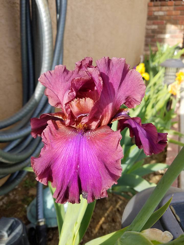 Photo of Tall Bearded Iris (Iris 'Texas Renegade') uploaded by MZiris