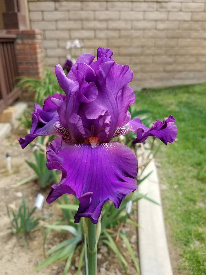 Photo of Tall Bearded Iris (Iris 'Spring Fantasy') uploaded by MZiris