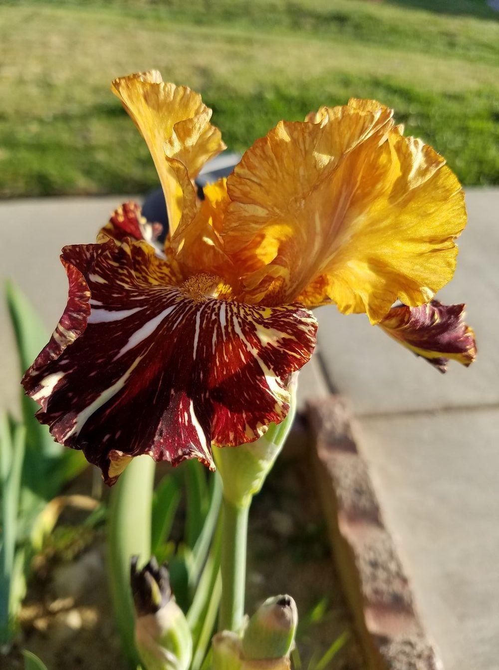 Photo of Tall Bearded Iris (Iris 'Spiced Tiger') uploaded by MZiris