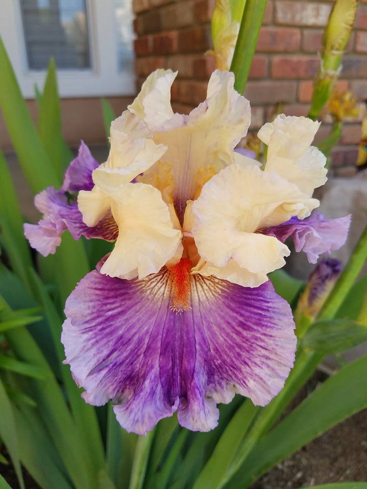 Photo of Tall Bearded Iris (Iris 'Devilicious') uploaded by MZiris
