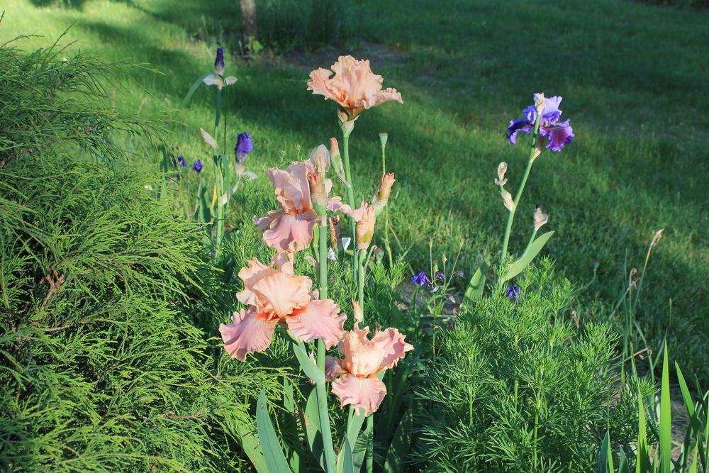 Photo of Tall Bearded Iris (Iris 'Cheyenne Sky') uploaded by Meredith79
