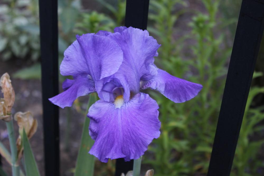 Photo of Tall Bearded Iris (Iris 'Feed Back') uploaded by Meredith79