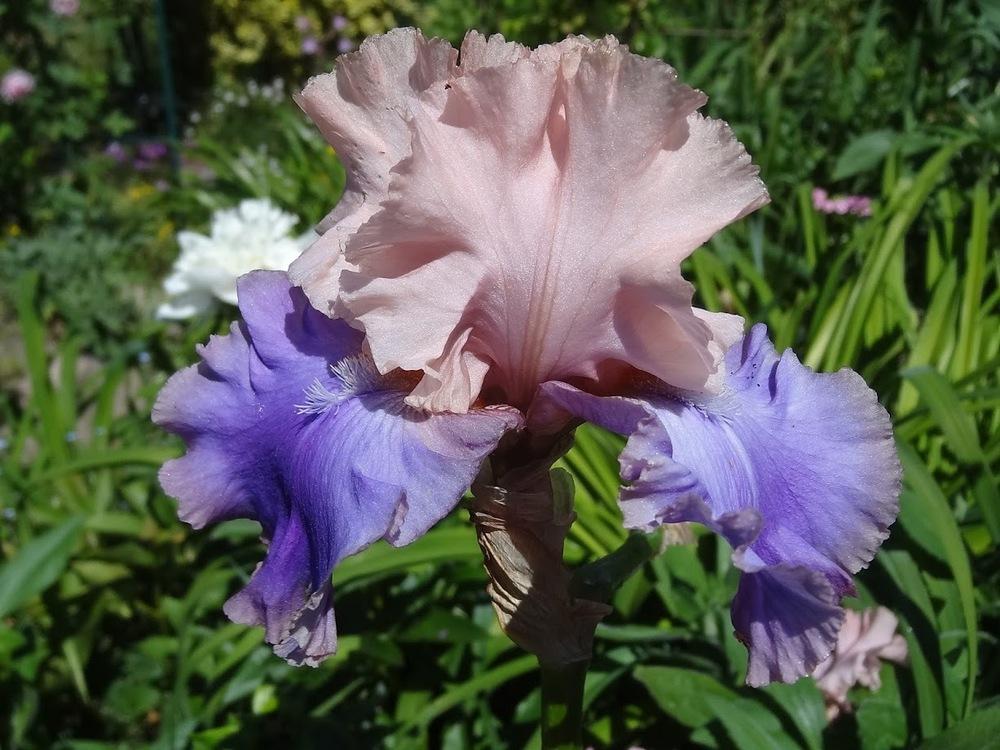 Photo of Tall Bearded Iris (Iris 'Florentine Silk') uploaded by Orsola