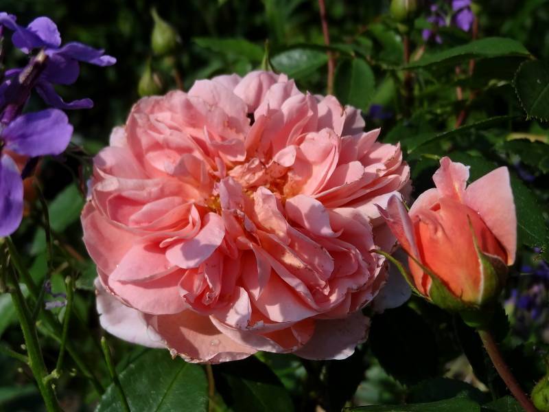 Photo of Rose (Rosa 'Colette') uploaded by Orsola