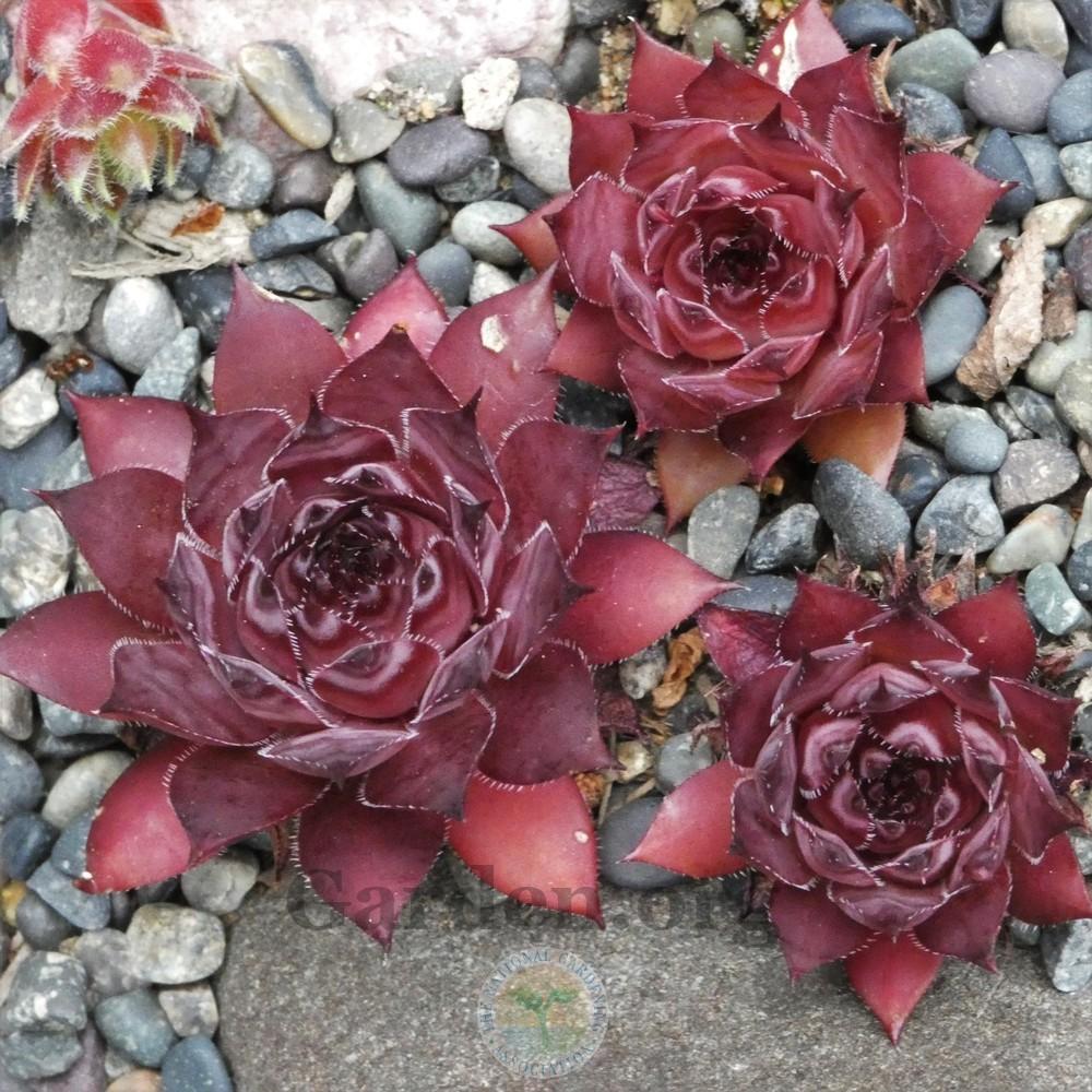 Photo of Hen and Chicks (Sempervivum 'Jet') uploaded by Patty