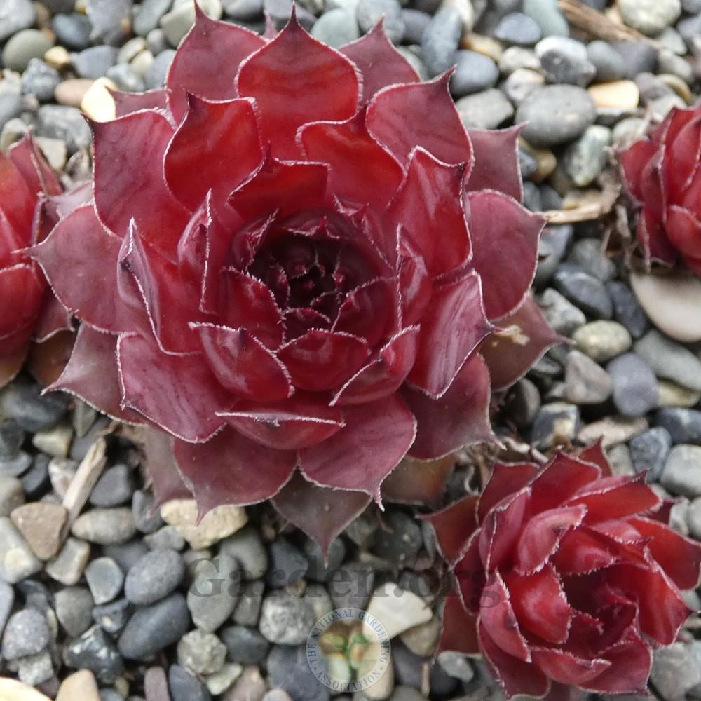 Photo of Hen and Chicks (Sempervivum 'Drachenblut') uploaded by Patty